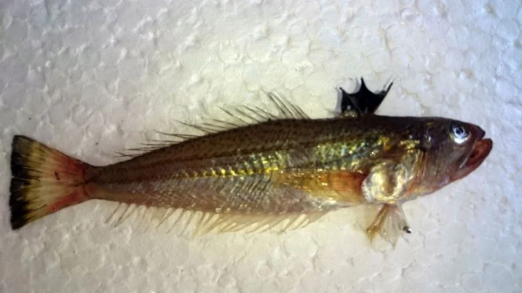 Trakonya tehlikesi: Plaja ayakkabısız girmeyin!