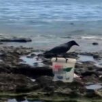 Karga kovadaki balığı alıp kaçtı