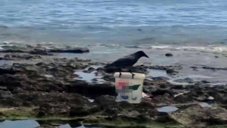 Karga kovadaki balığı alıp kaçtı