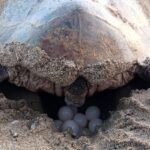 Caretta Carettaların İlk Yuvası Oluştu