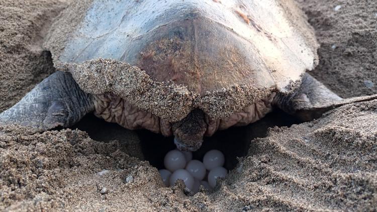 Caretta Carettaların İlk Yuvası Oluştu