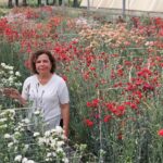 Karanfilde fusarium hastalığına karşı yerli tür