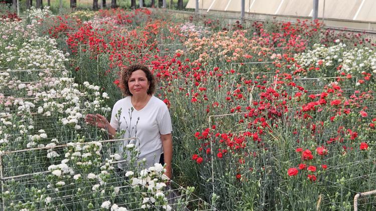 Karanfilde fusarium hastalığına karşı yerli tür