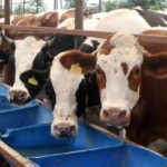 Antalyada Kurban Pazarlarında Hareketlilik Başladı