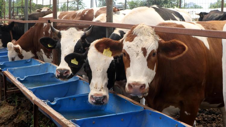 Antalyada Kurban Pazarlarında Hareketlilik Başladı