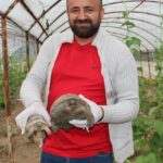 Serasına kaplumbağa dadandı