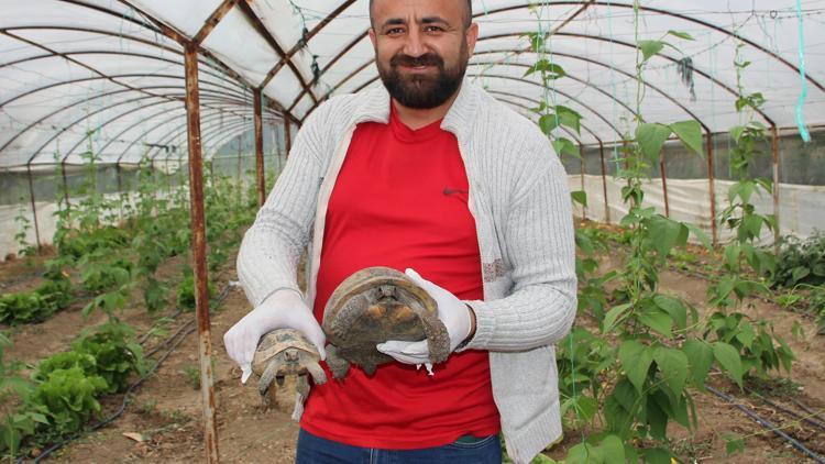 Serasına kaplumbağa dadandı