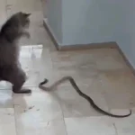 Alanya'da kedi-yılan kapışması