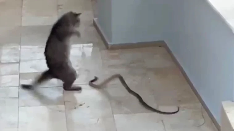 Alanya'da kedi-yılan kapışması