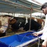 Antalya Kepez’de 2 noktada canlı hayvan pazarı kuruldu