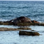 Antalya'da denizin ortasında inek leşi