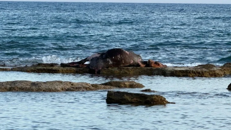 Antalya'da denizin ortasında inek leşi
