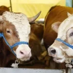 Antalya'da kurbanlık fiyatları