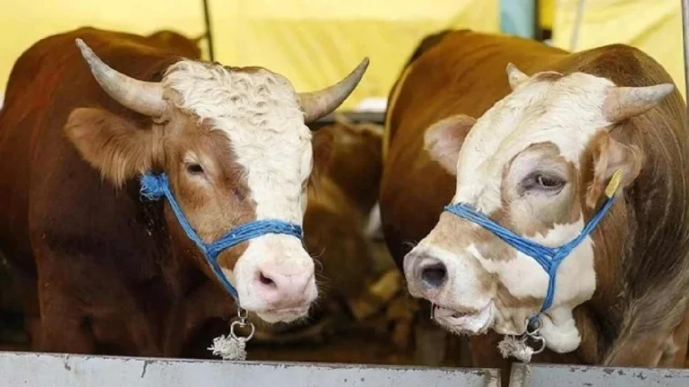 Antalya'da kurbanlık fiyatları