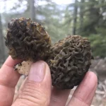 Antalya'da 'kuzugöbeği mantarı' sezonu başladı