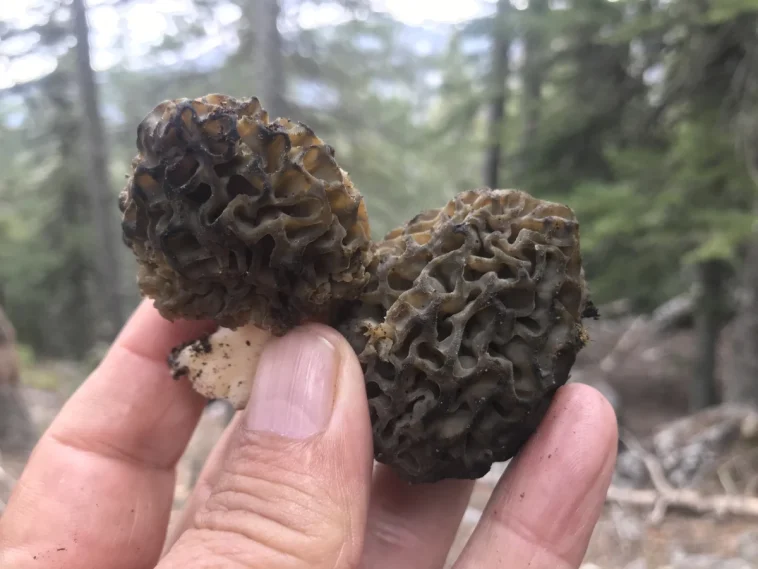 Antalya'da 'kuzugöbeği mantarı' sezonu başladı