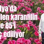 Antalya'da üretilen karanfilin yüzde 85'i ihraç ediliyor