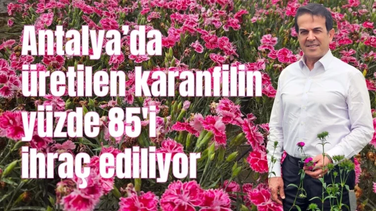 Antalya'da üretilen karanfilin yüzde 85'i ihraç ediliyor