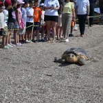 Antalya'da yaralı bulunan deniz kaplumbağası tedavi sonrası Akdeniz'le buluştu