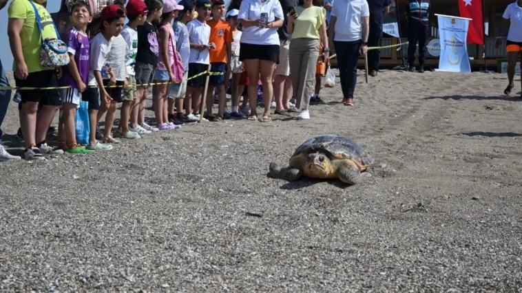 Antalya'da yaralı bulunan deniz kaplumbağası tedavi sonrası Akdeniz'le buluştu