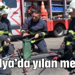 Antalya’da yılan mesaisi