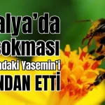 Antalya'da arı sokması 20 yaşındaki Yasemin'i canından etti