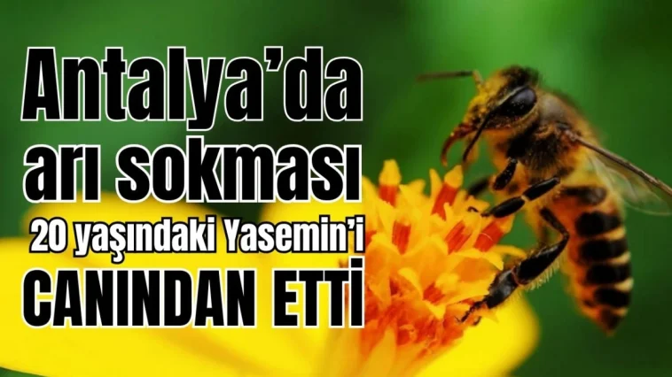 Antalya'da arı sokması 20 yaşındaki Yasemin'i canından etti