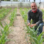 BATEM, kuraklığa dayanıklı mısır çeşitleri geliştiriyor