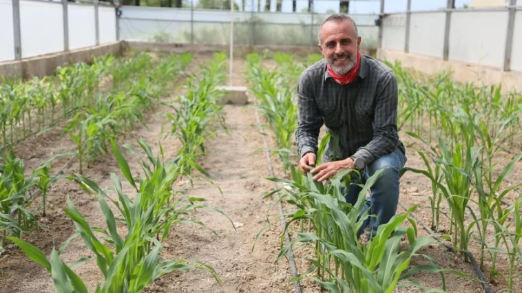 BATEM, kuraklığa dayanıklı mısır çeşitleri geliştiriyor