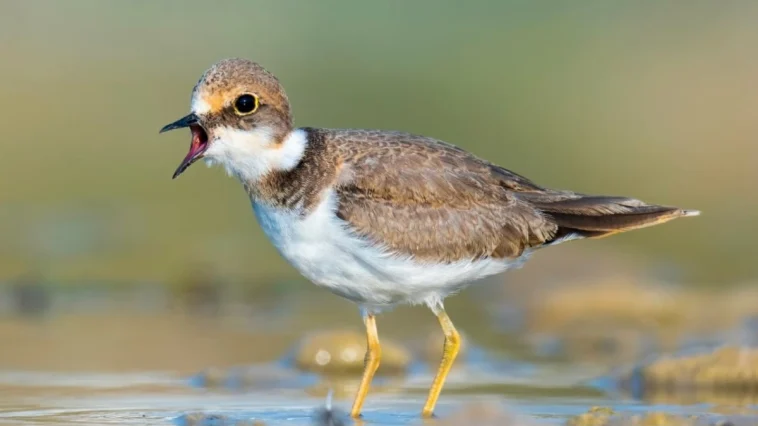 Boğaçayı, kuş gözlemcilerinin favori mekanı