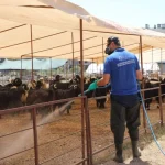 Büyükşehir kurban satış noktalarını ilaçlıyor