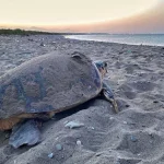 Carettalar Belek’te yuvalamaya başladı