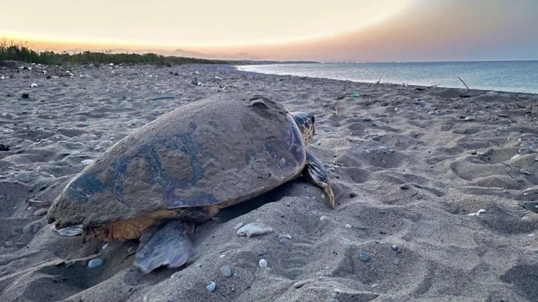 Carettalar Belek’te yuvalamaya başladı