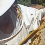 Gazipaşa’da arıcıların yayla mesaisi başlıyor