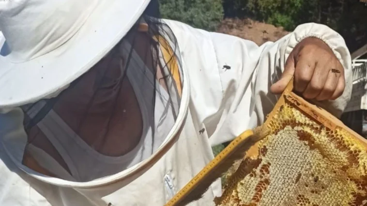 Gazipaşa’da arıcıların yayla mesaisi başlıyor