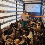 Gazipaşa'da kurbanlık denetimleri başladı