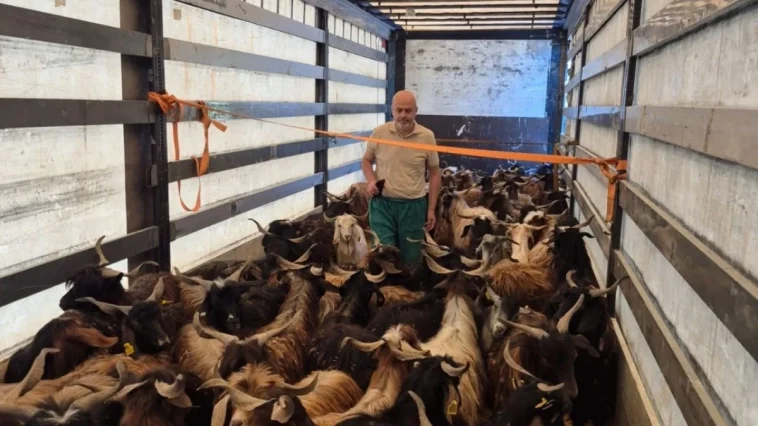 Gazipaşa'da kurbanlık denetimleri başladı