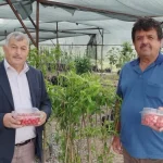 Gazipaşa’da sezonun ilk kiraz hasadı yapıldı