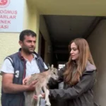 Gündoğmuş’ta yavru keçiye doğa koruması