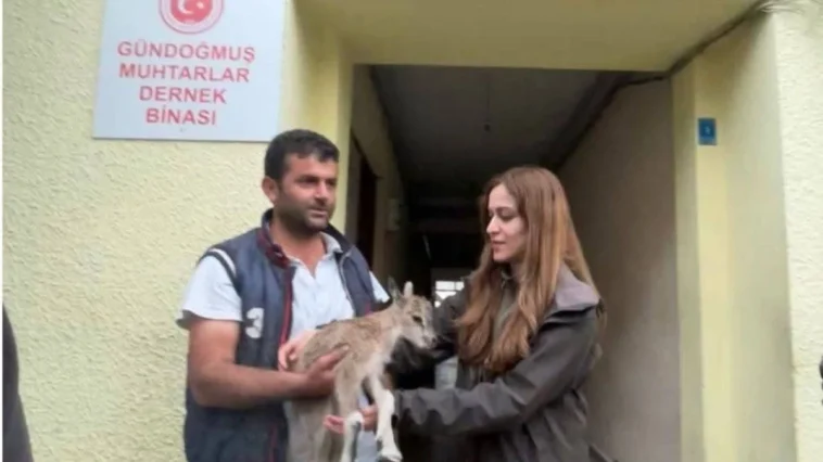 Gündoğmuş’ta yavru keçiye doğa koruması