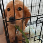 Kemer Belediyesi 'Can dostlarına' sahip çıkıyor