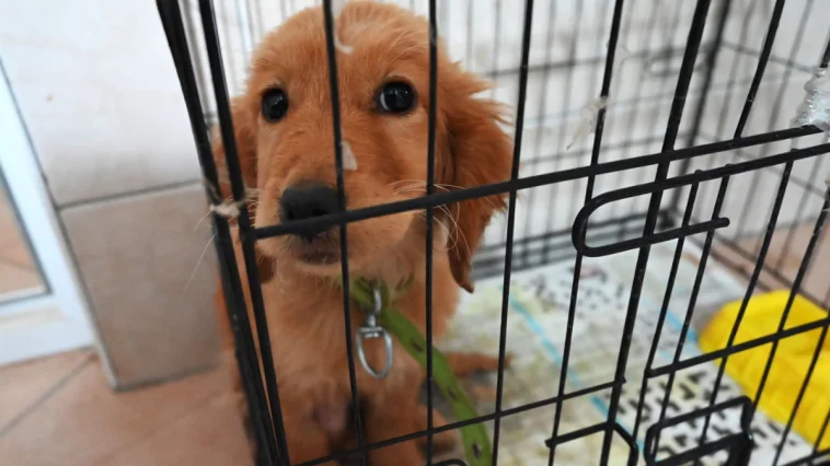 Kemer Belediyesi 'Can dostlarına' sahip çıkıyor