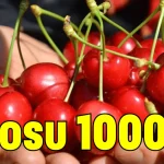 Kilosu 1000 TL