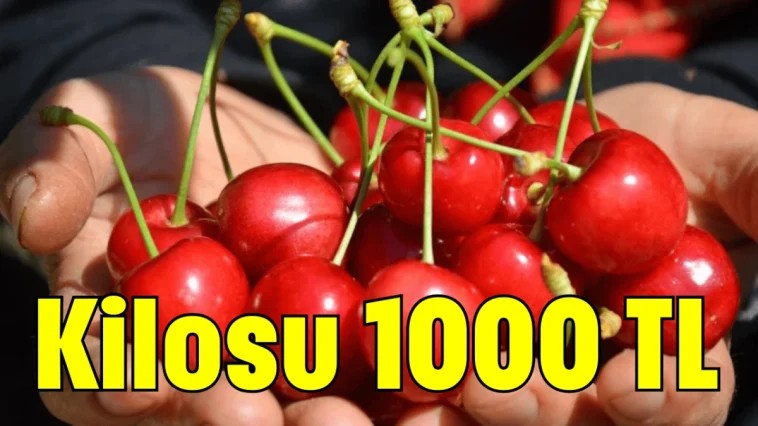Kilosu 1000 TL