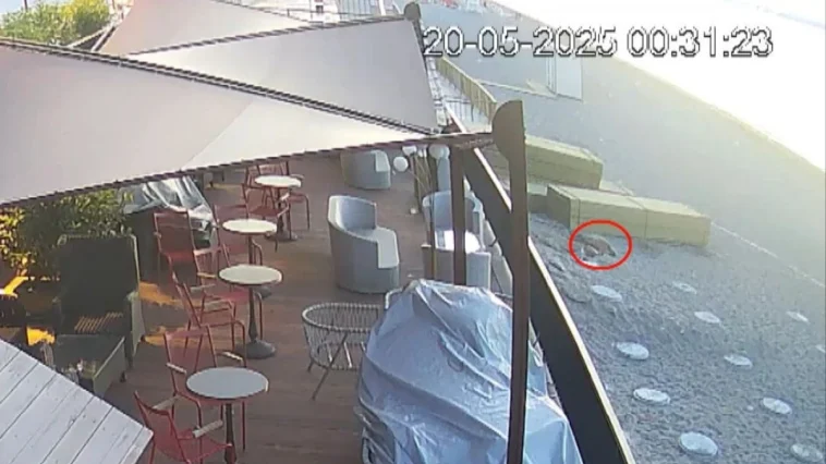 Konyaaltı Sahili'nde caretta yuvası sürprizi