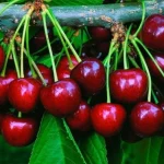 Manavgat’ta Burmahan kiraz festivali başlıyor