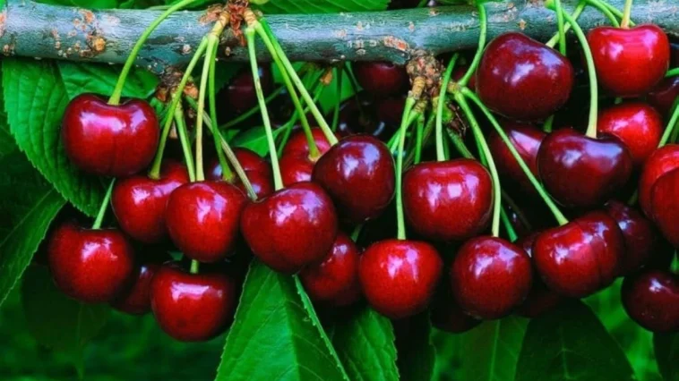 Manavgat’ta Burmahan kiraz festivali başlıyor