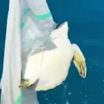 Misinaya dolanan deniz kaplumbağasını balıkçılar kurtardı