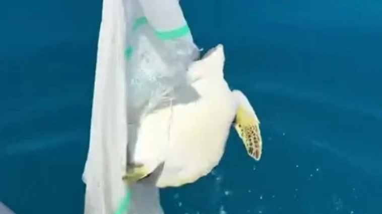 Misinaya dolanan deniz kaplumbağasını balıkçılar kurtardı