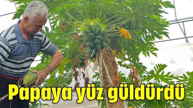 Papaya yüz güldürdü